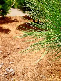 Close-up of plant growing on field