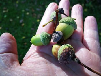 Close-up of hand holding fruit