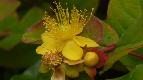Close-up of yellow flower