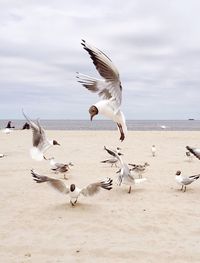 Seagull flying over sea