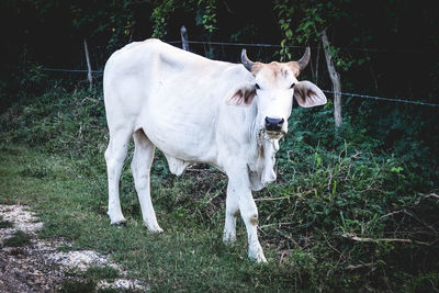 White cow standing on field