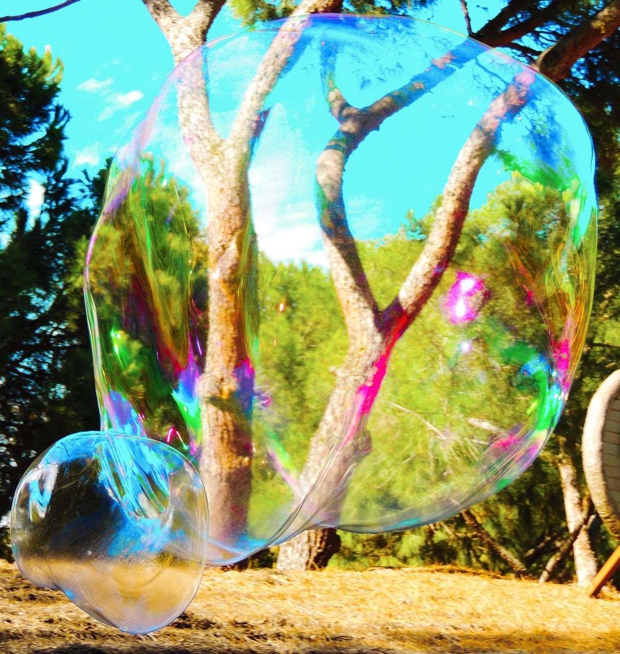 CLOSE-UP OF BUBBLE AGAINST TREES AND BUBBLES