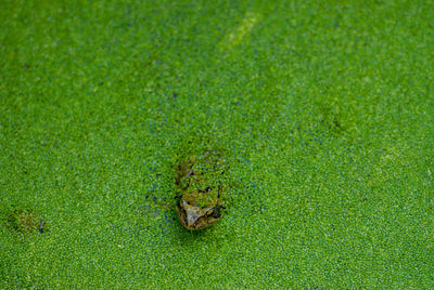 High angle view of frog on lake