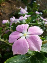 Close-up of pink flower