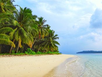 Palm trees on beach against sky