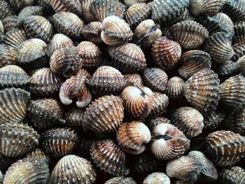 Full frame shot of cockles