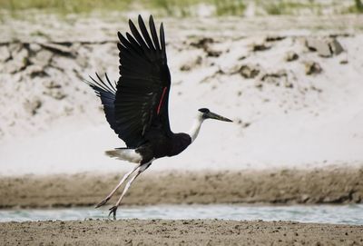 Bird flying over beach