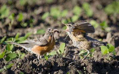 Close-up of a bird flying