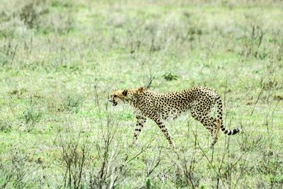 Giraffe in a grass