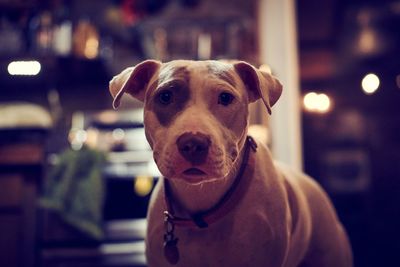 Close-up portrait of dog at home