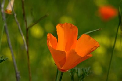 Close-up of flowers blooming outdoors