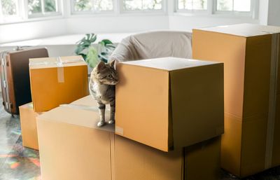 Cat looking away while standing on cardboard box.