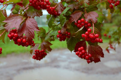 Close-up of red berries growing on tree