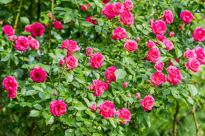 Close-up of pink flowers in garden