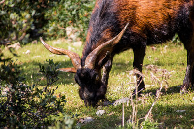 Side view of goat grazing on field