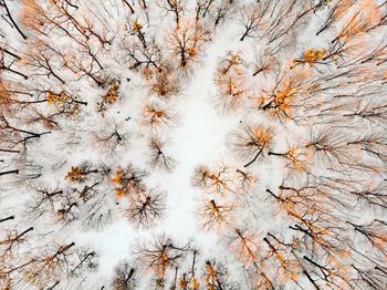 Full frame shot of trees on snowy field at forest during winter