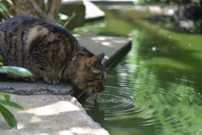 Cat drinking water in stream