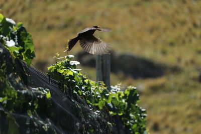 Close-up of bird flying against blurred background