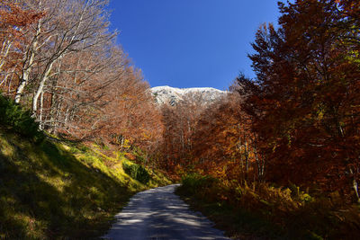 Road amidst trees against clear sky during autumn