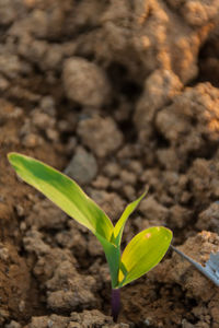 Close-up of plant