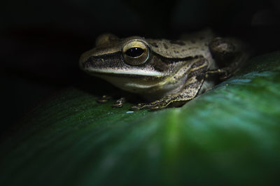 Close-up of frog on leaf at night