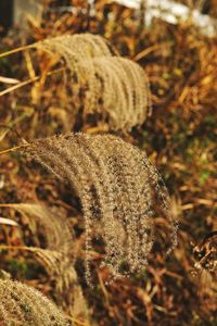 Close-up of dried mushroom growing on field