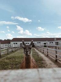 Donkey standing on field against sky