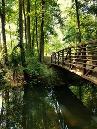 Footbridge in forest