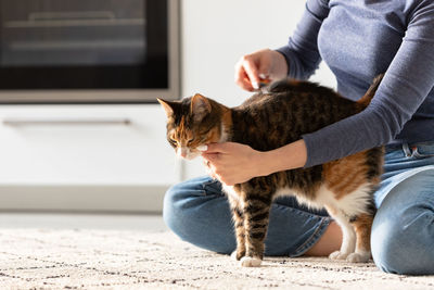 Woman owner combing, scratching her cat. comb hair.