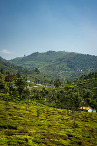 Tea gardens in the foothills of western ghat