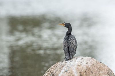 Bird perching on rock