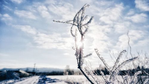 Close-up of frozen plants on field against sky