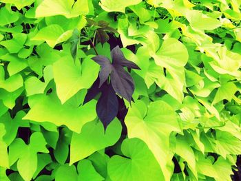 Full frame shot of leaves