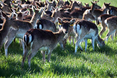 High angle view of deer on grassy field