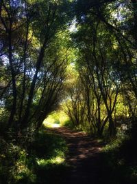 Road passing through forest