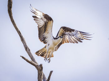 Osprey showing off its beautiful wingspan 