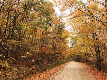 Empty road amidst trees at forest during autumn