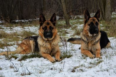 Dog in winter