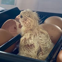 Close-up of dog sitting in kitchen