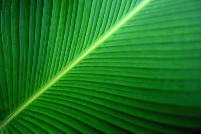 Full frame shot of palm leaves