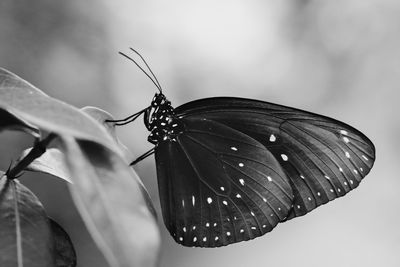 Close-up of butterfly pollinating