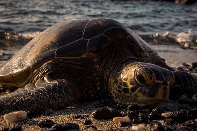 Close-up of turtle at beach during sunset