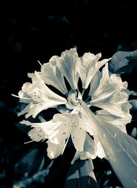 Close-up of water drops on plant