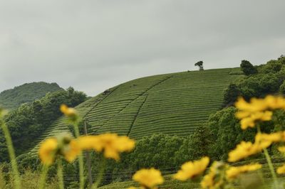 Close-up of yellow flowering plants on field against sky