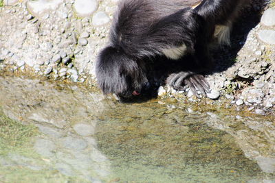 Close-up of dog in water