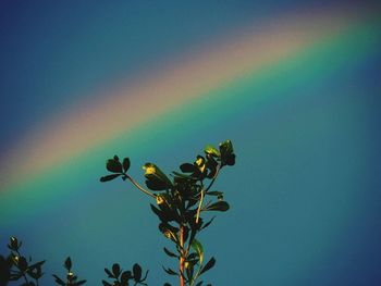 Low angle view of flowering plant against blue sky