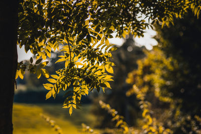 Green leaves in the forest