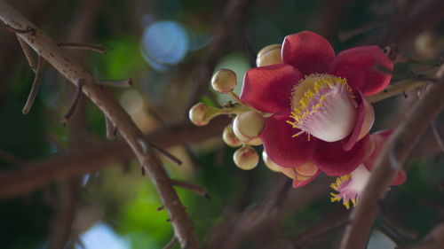 Close-up of flowering plant