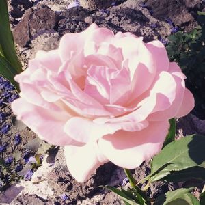 Close-up of pink flower blooming outdoors