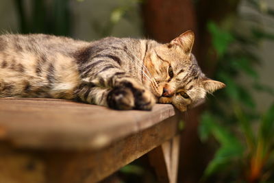 Close-up of a cat sleeping